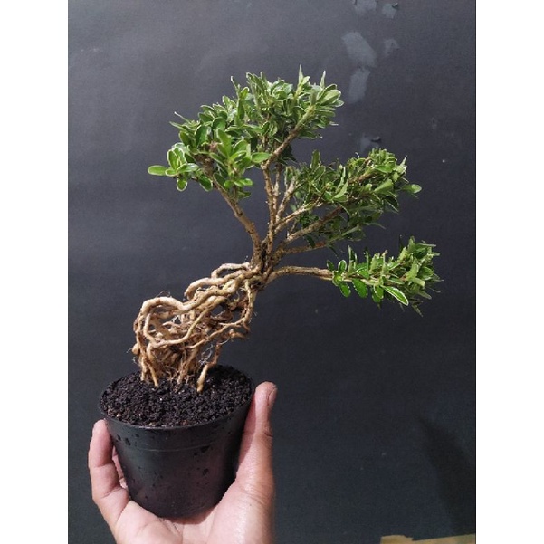 tanaman bonsai mirten avatar program akar (unik rare item siap tampil)  - TitipBibit