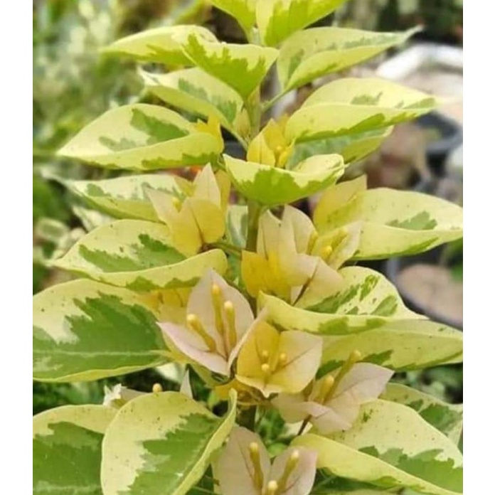 entres bugenvil singapur kuning daun varigata