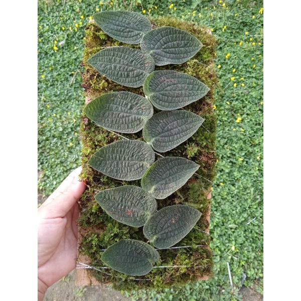 1 paket isi 10 rambatan tenuis silver