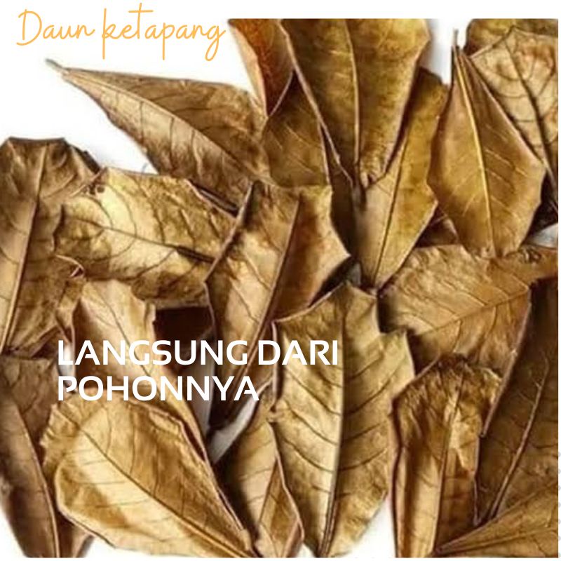 DAUN KETAPANG SEGAR SIAP PAKAI Daun Ketapang Ketapang daun Ketapang kering daun cupang daun Ketapang