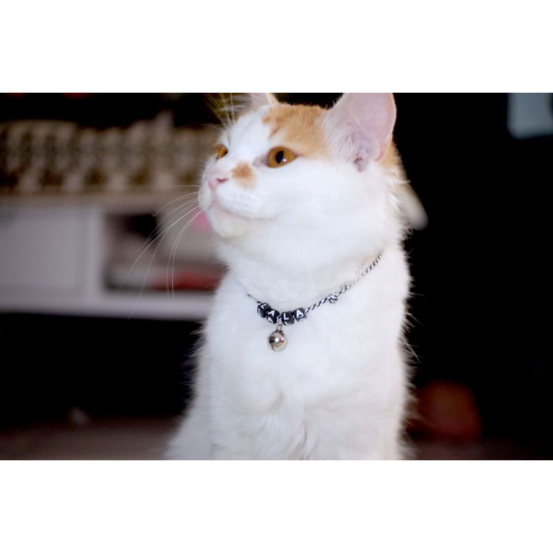 KALUNG KUCING CUSTOM NAMA TERMURAH (REQUEST NAMA KUCINGMU)