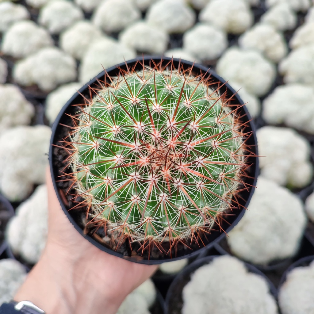 Mammillaria Ginsa Maru | D 10 Cm | Kaktus