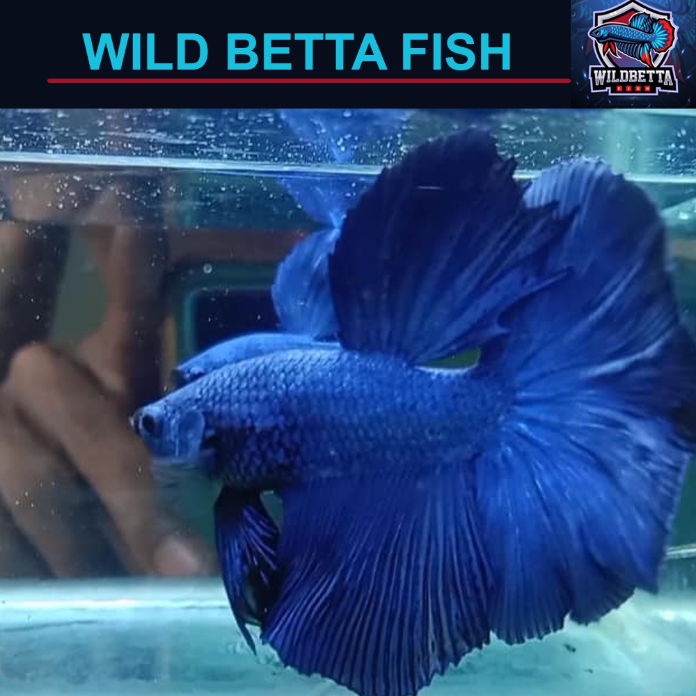 Cupang Halfmoon Solid Blue size M+/L