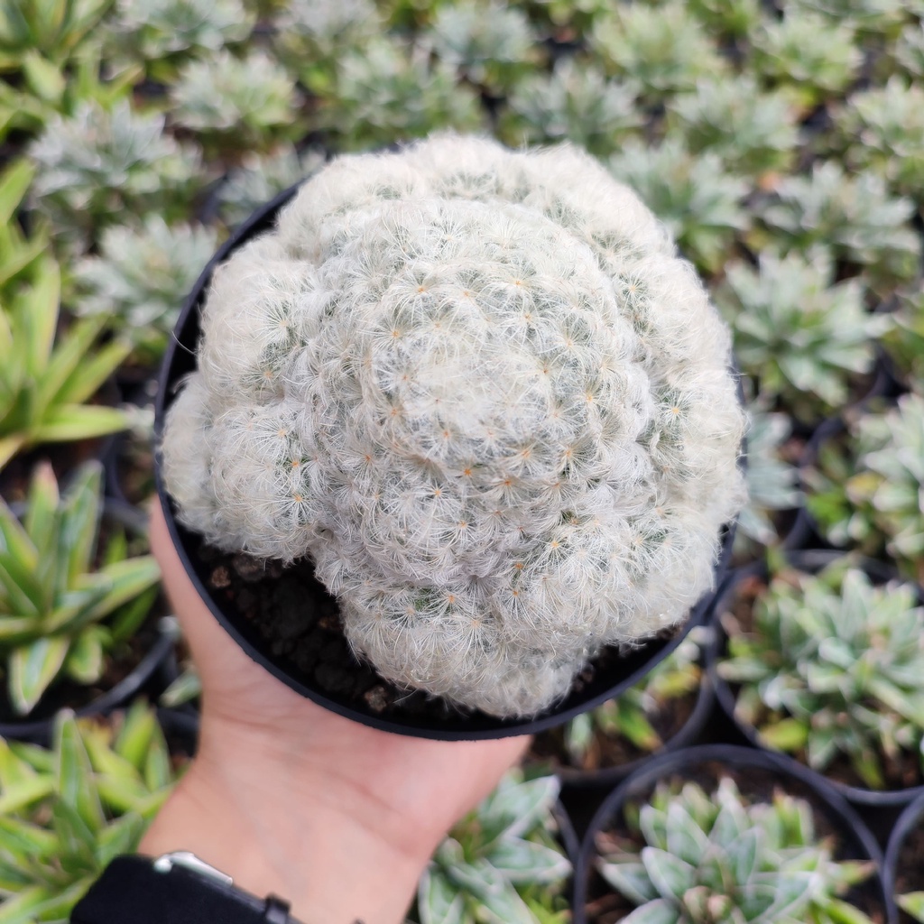 Mammillaria Plumosa | D 10 Cm | Kaktus