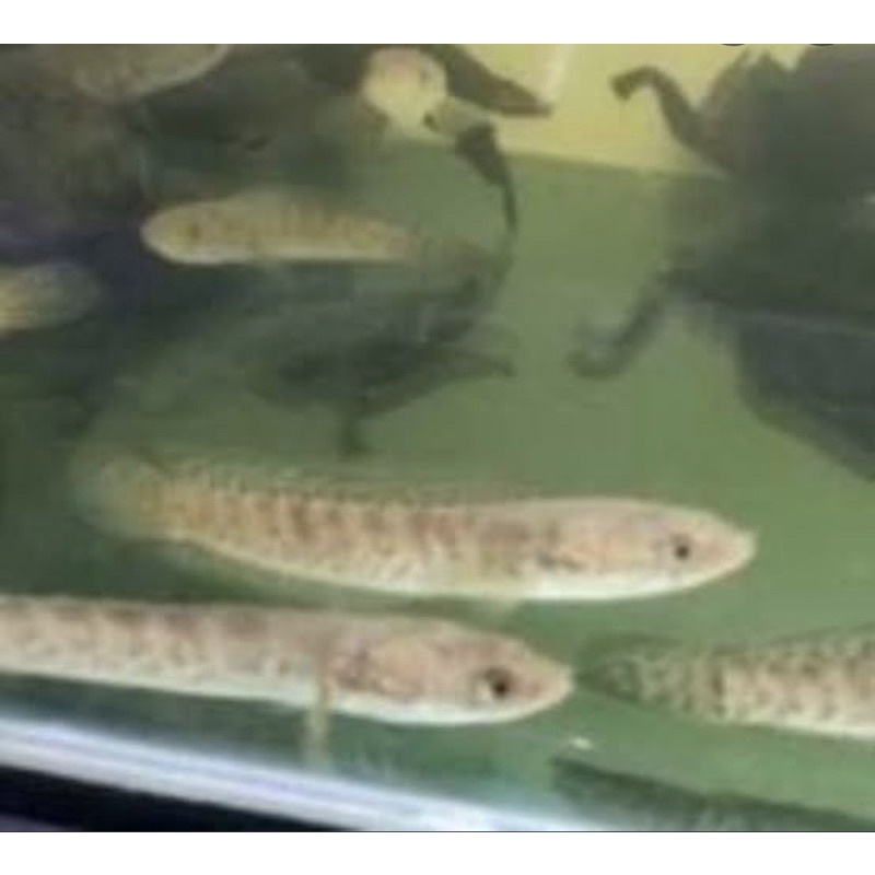 chana Hias Asiatika ws/Rs pure 2-6