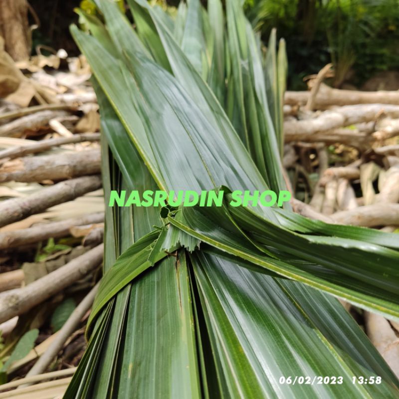 

[Fresh] DAUN SAGU SEGAR 1KG UNTUK KERAJINAN / DAUN RUMBIA