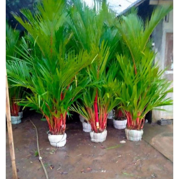 palem merah Tinggi 1 meter daun