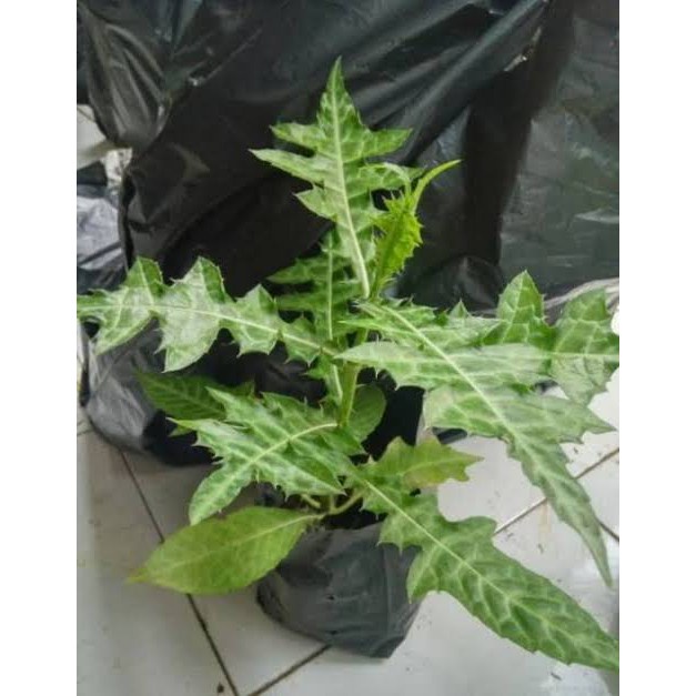 daruju bibit tanaman obat herbal