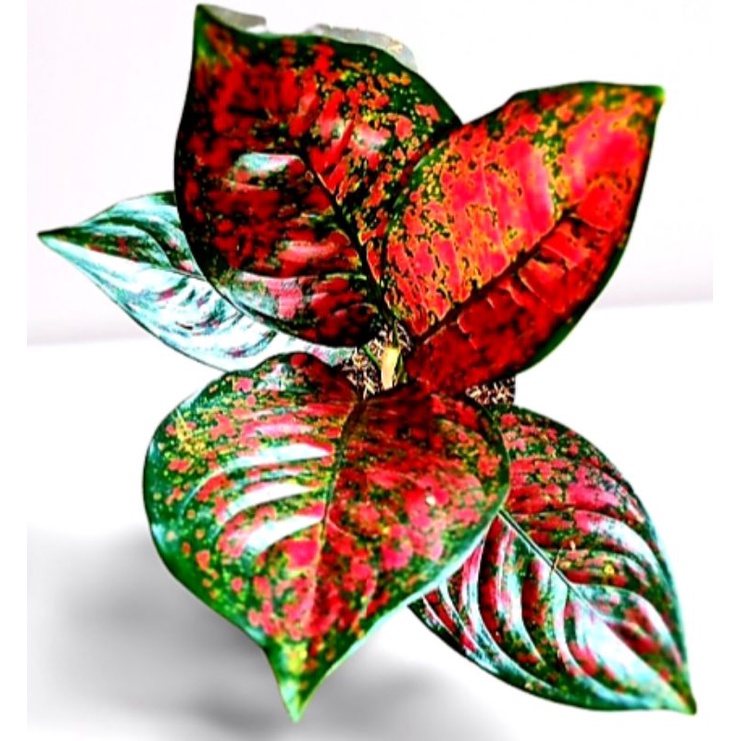 Aglonema Red Spider Spinder