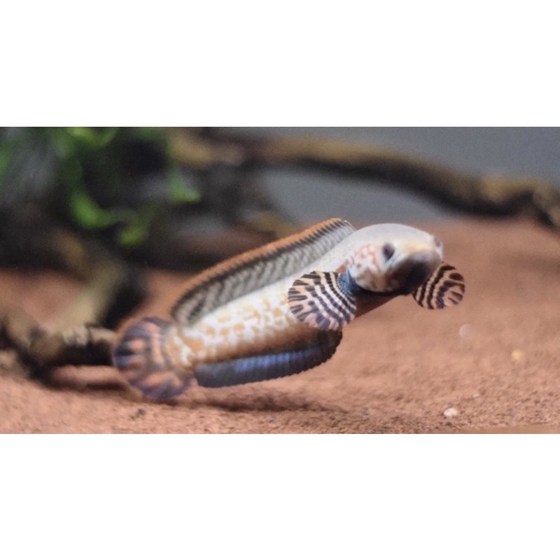 Chana Bleheri Hiasan aquarium