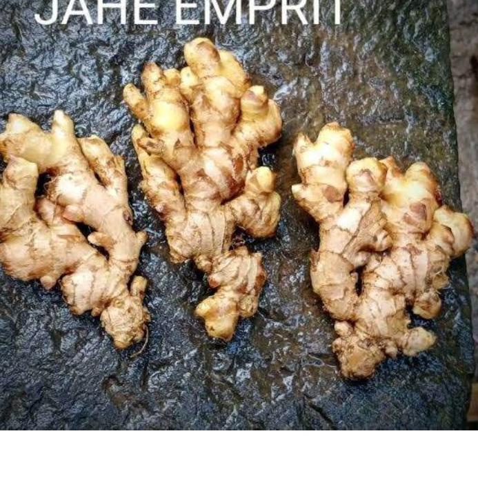 

❂ JAHE EMPRIT SEGAR SUDAH DICUCI BERSIH BERAT 1 KG ➪