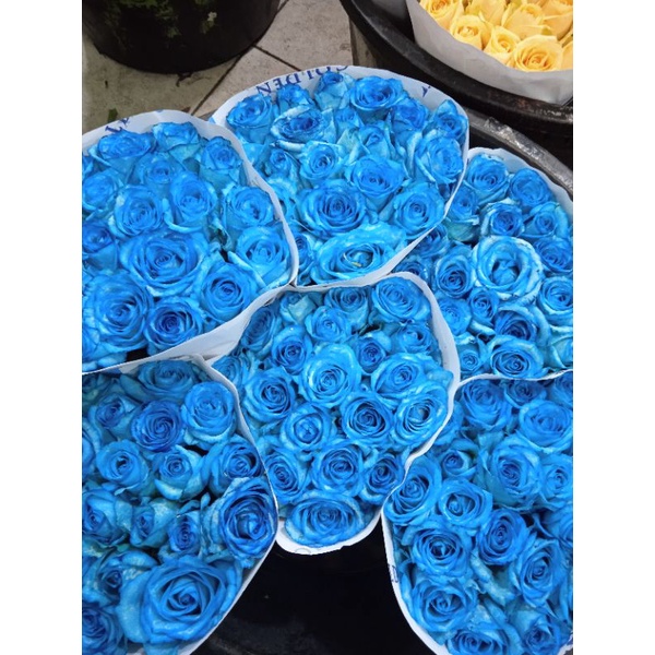 bunga mawar biru 20 tangkai Rose blue bunga potong