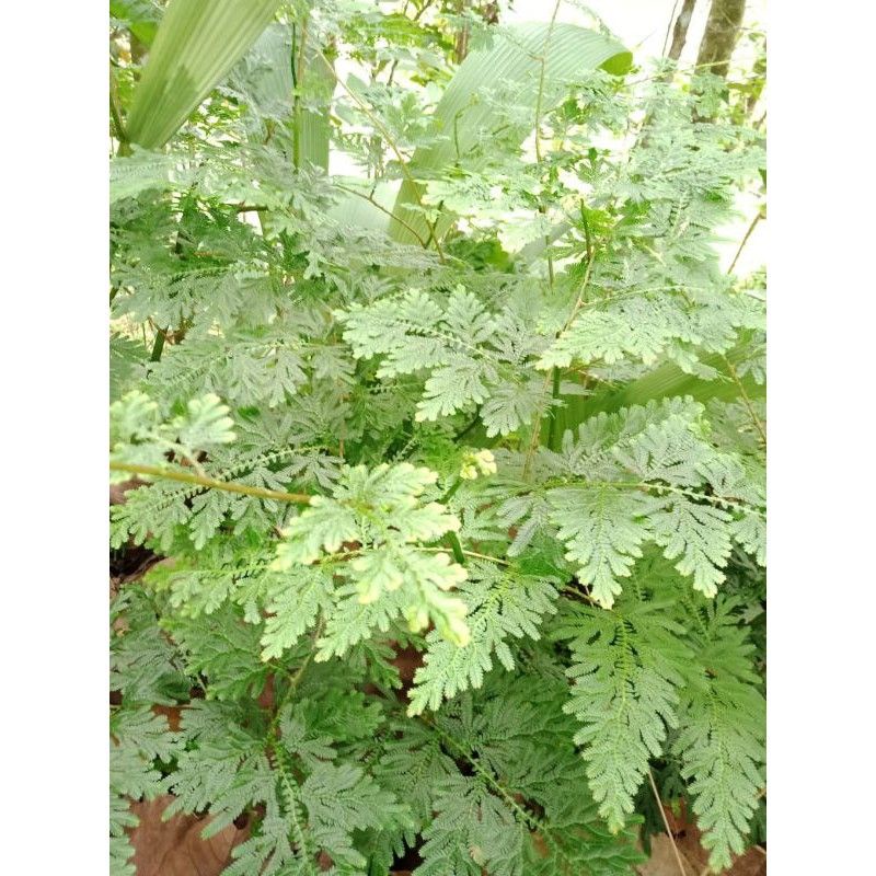 DAUN CAKAR AYAM SEGAR TERBAIK  OBAT TRADISIONAL HERBAL KAMPUNG