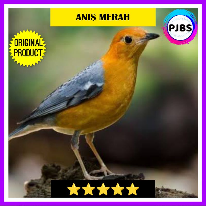 ANIS MERAH MH BAHAN PILIHAN JANTAN