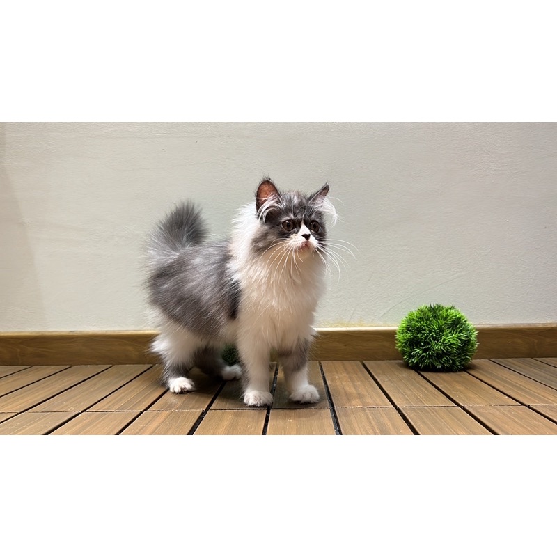 kucing persian himalayan platnose medium