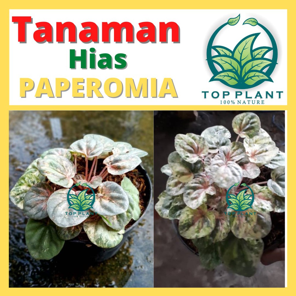 Tanaman Hias Bunga Peperomia Caperata Lady Pink - Caperata Variegata
