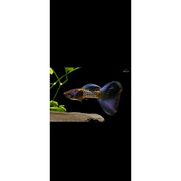 GUPPY METAL SNAKESKIN BLUE TAIL Perpasang