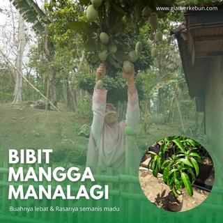BIBIT MANGGA MANALAGI OKULASI CEPAT BERBUAH