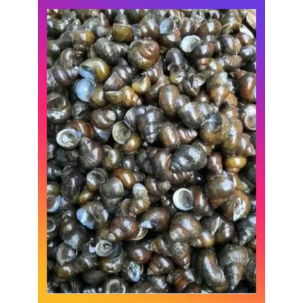 

jual Tutut super segar1kg