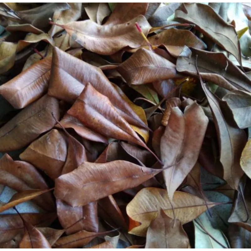 

daun cengkeh kering per 1kg