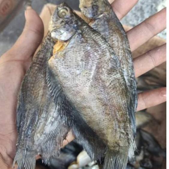 

➻ ikan asin sepat medan-500gram ✱