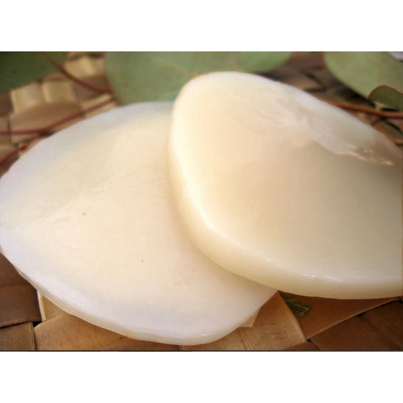 

Jual Jamur DIPO / Scoby Kombucha Organik Premium