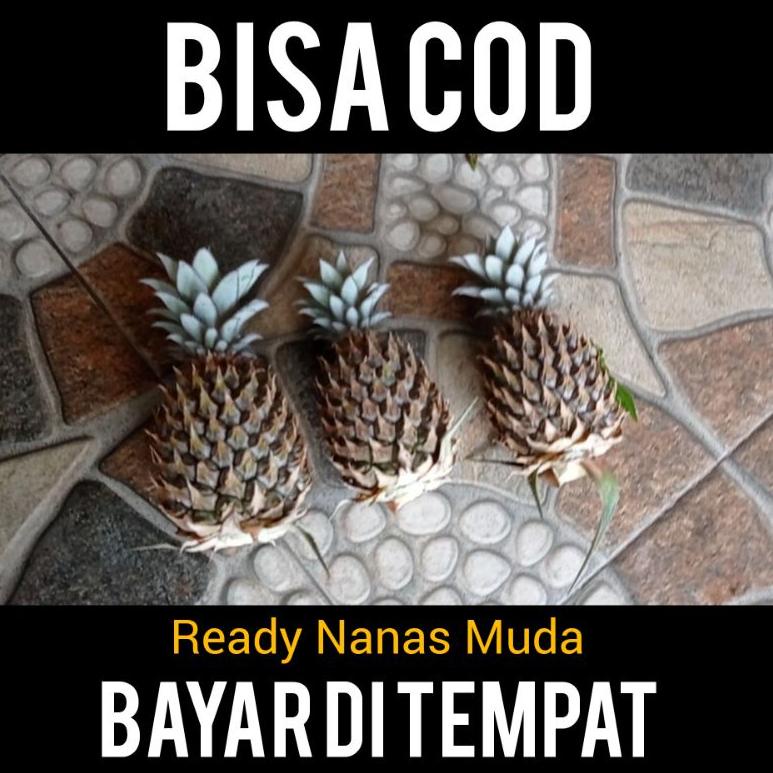 

TERMURAH [COD] Nanas Muda Asli | nanas pemalang | nanas madu | nanas muda putih | nanas (bisa bayar ditempat)