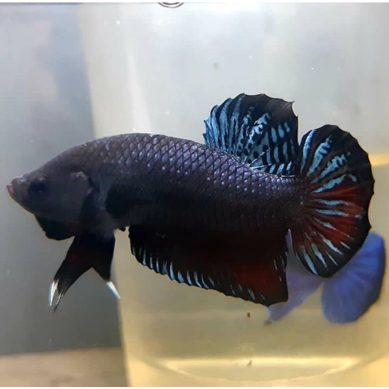 Cupang Aduan Fighter Ori Import Ipoh Malaysia Rawatan Berkualitas Siap Tempur