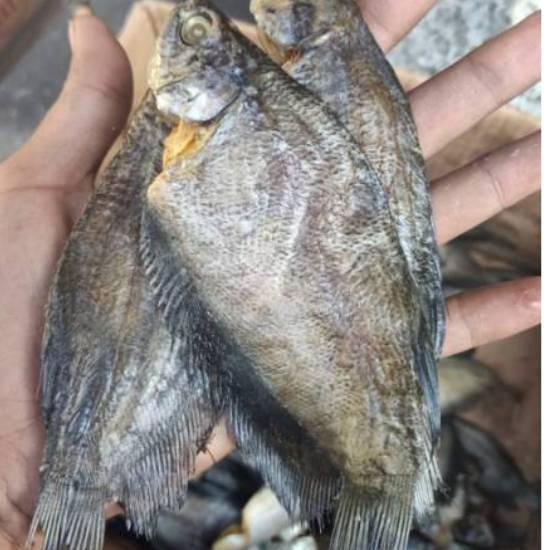 

➷ ikan asin sepat medan-500gram ➶