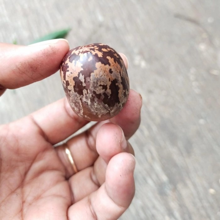 biji pohon karet benih, biji karet kerajinan tangan, biji karet aduan