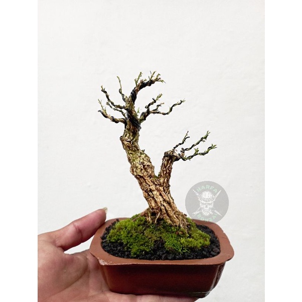 bonsai boxus mame sudah kawat