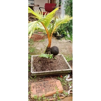 pohon kelapa bonsai