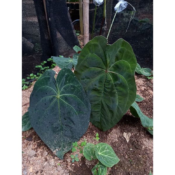 anthurium dressleri x forgetii