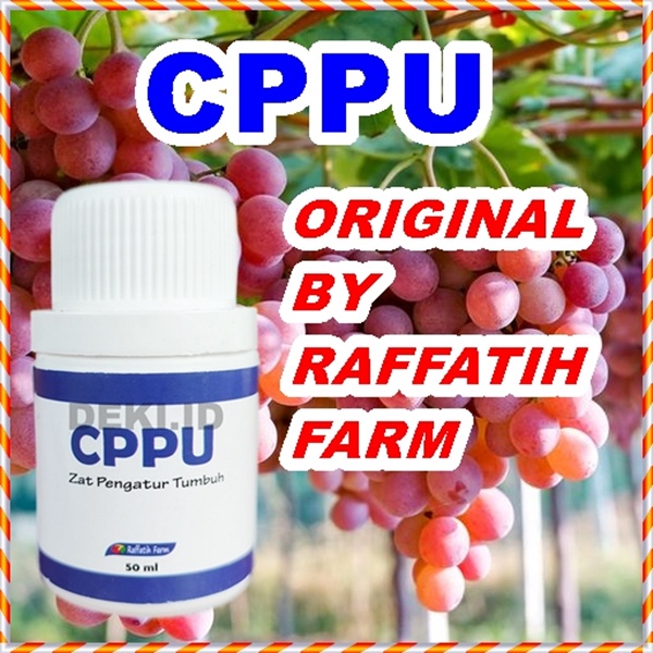 Zat Pengatur Tumbuh CPPU 50ml untuk Membesarkan Buah Anggur dan Tanaman Buah Lainnya