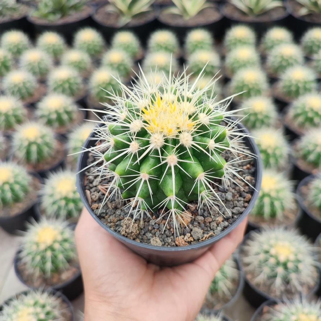 Echinocactus Grusonii (Golden Barrel) | DP 10cm | Kaktus