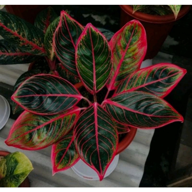 BIBIT Tanaman hias aglonema | Bibit bonggol aglonema Khanza bibit aglonema murah