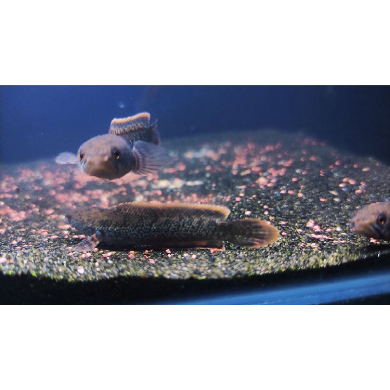 Limbata lawu 4-5cm channa