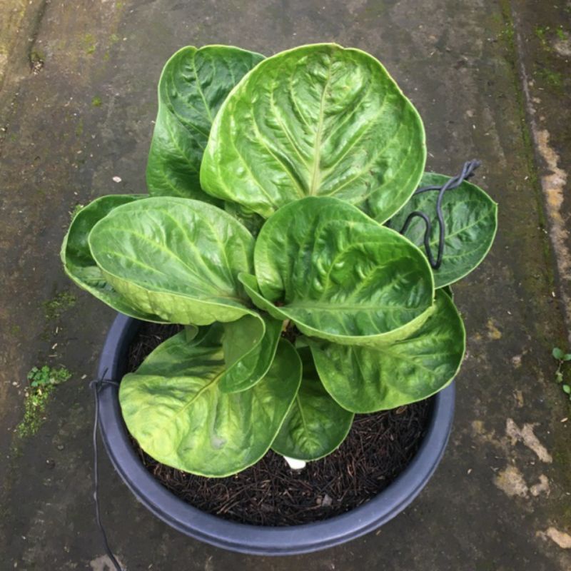 BIBIT BONGGOL PROMO 2Biji Antorium Jemani Mangkok Grandpa ORI...