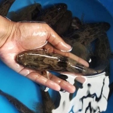 Ikan Marble Goby Betutu Gabus Malas Tank Mate Penghias Aquarium Gojek