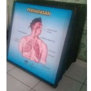 

pernapasan manusia elektrik alat peraga SD