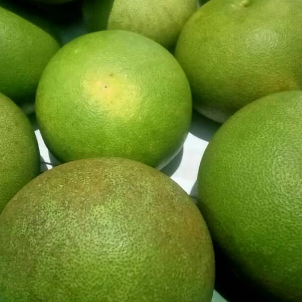 

U28 Jeruk Nona/Jeruk Adas/Jeruk Pamelo/Jeruk Bali Besar Magetan WOW BANGET ㅂ