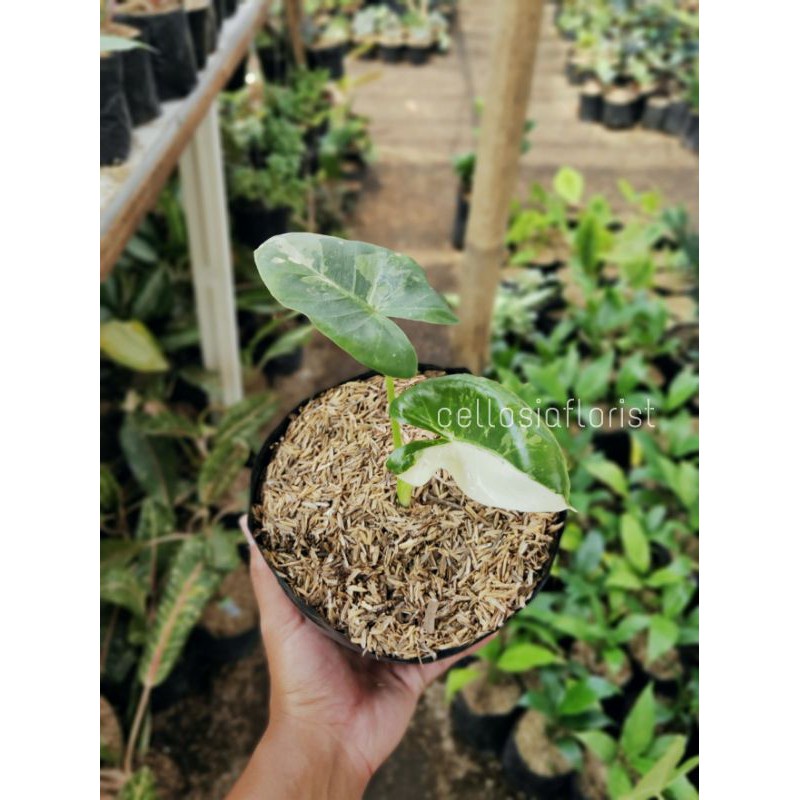 Tanaman Hias Sente Variegata / Alocasia Macrorrizos Variegata Pohon Hidup - TitipBibit