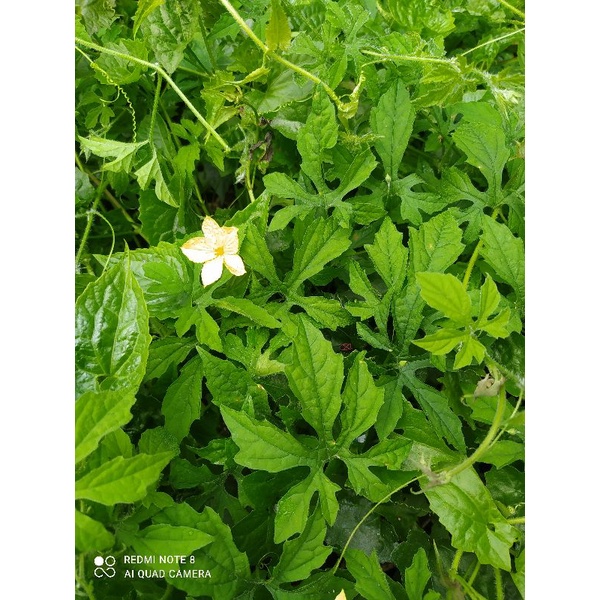 

DAUN PARE PARIA GENGGE SEGAR 100 GRAM