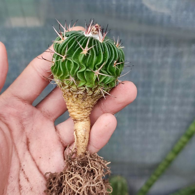 Stenocactus multicostatus Ownroot Seedling Import