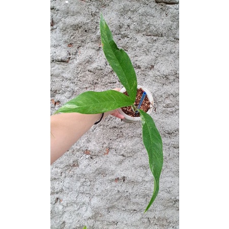 rhaphidophora megasperma varigata pucuk otw 4 daun