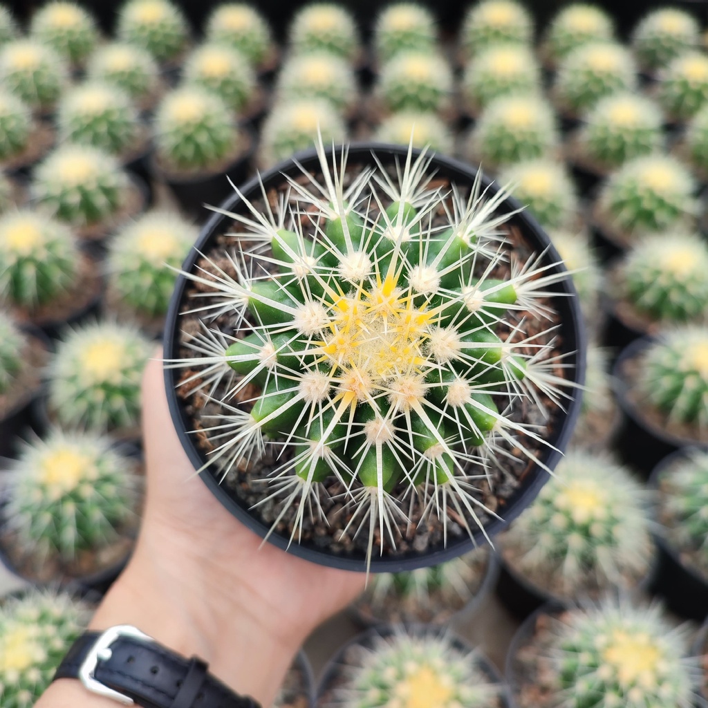 Echinocactus Grusonii (Golden Barrel) | DP 10cm | Kaktus