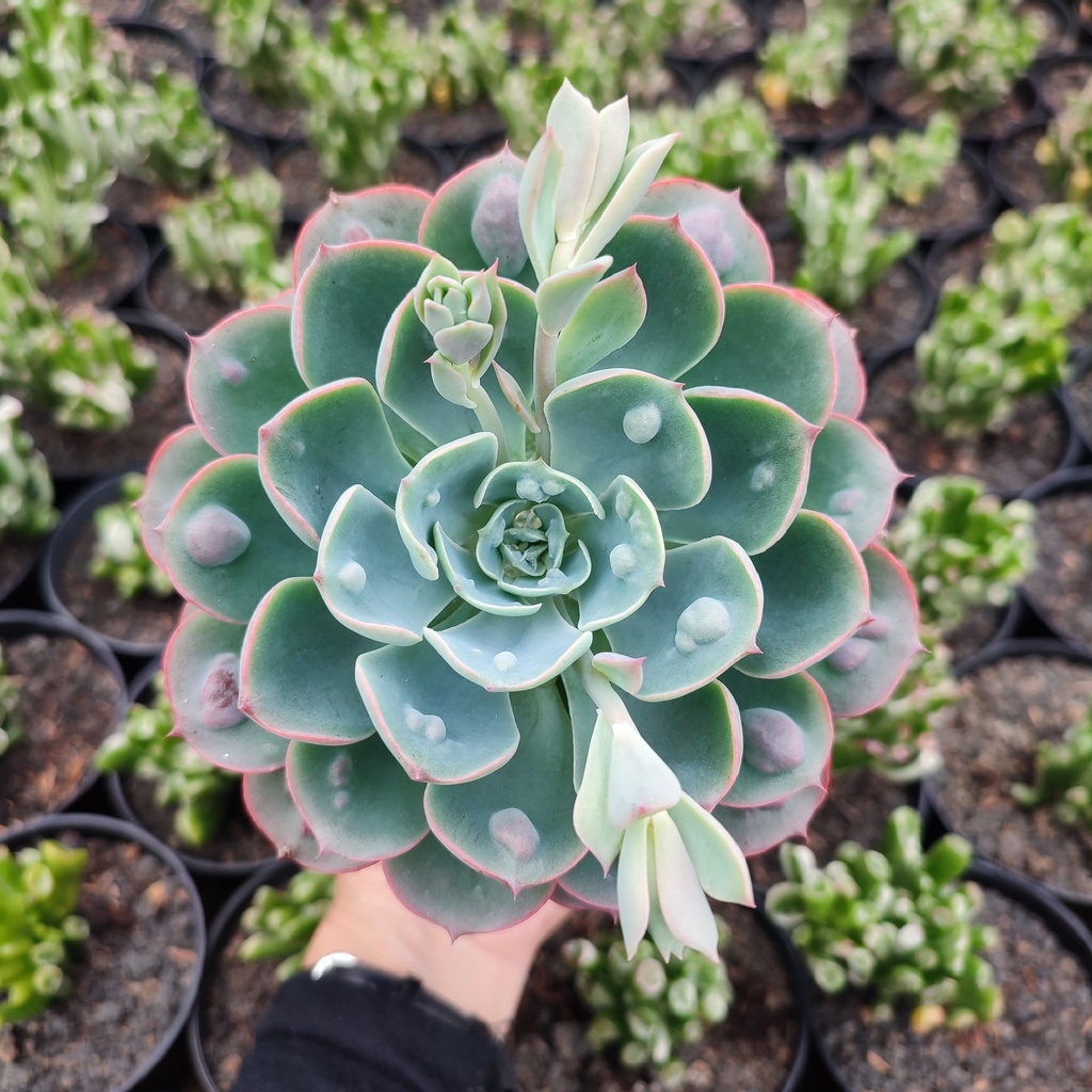 Echeveria Raindrops | Pot D 12 Cm | Sukulen