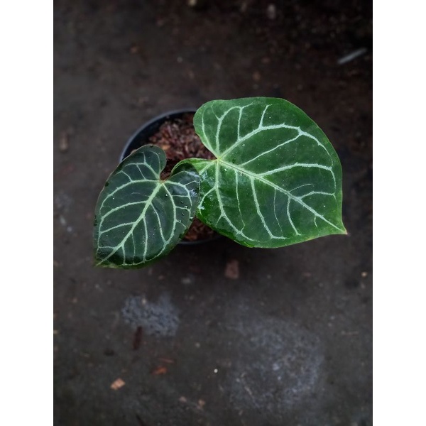 anthurium magnificum hybrid