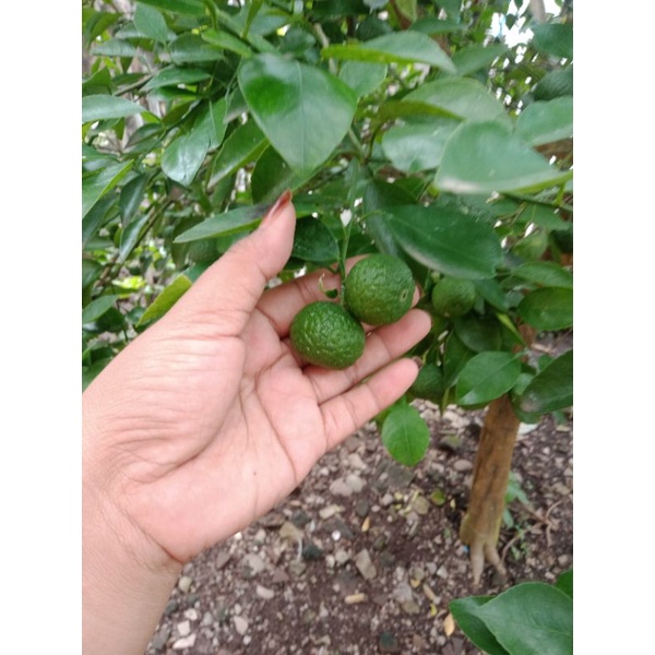 

Jeruk limau