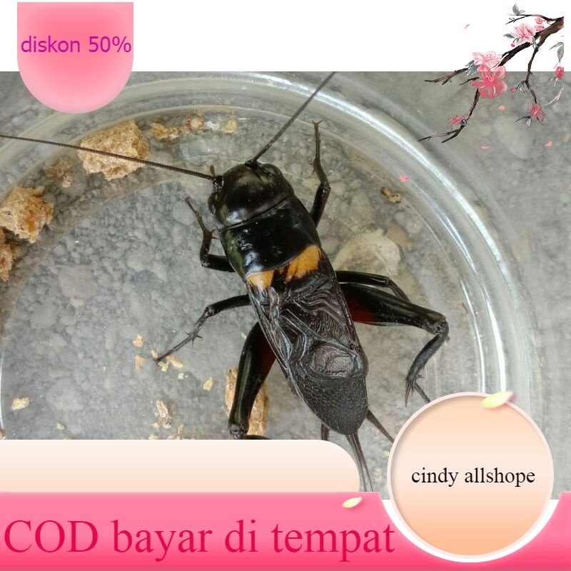 Jangkrik Masteran / Jangkrik Kalung / Jangkrik Genggong/ jangkrik Aduan